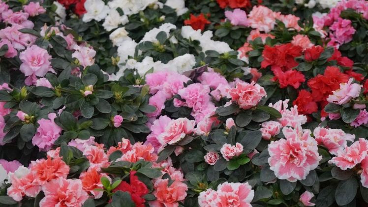 Unternehmen im Innovationsnetzwerk Azanova wollen neue Sorten züchten. Bild: GABOT.