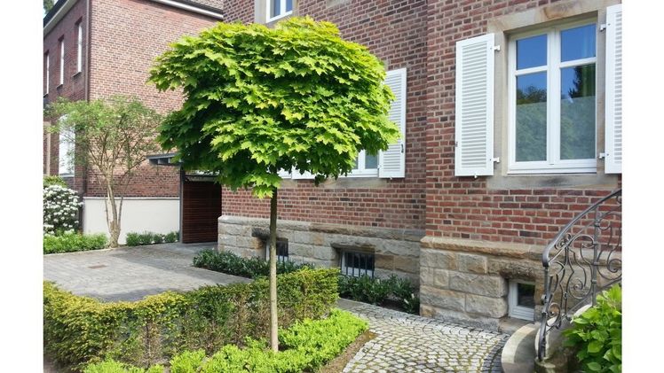 Gehölze rund ums Haus haben es nicht immer leicht. Bei dichter Bebauung gibt es nur einen sehr begrenzten Raum für das Wurzelwerk, das ja für die Versorgung mit Wasser und Nährstoffen zuständig ist. Bild: Hauert Manna.