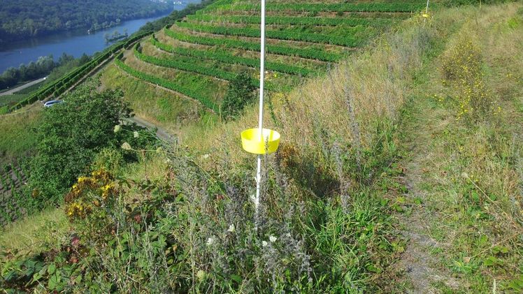 Monitoring-Farbschalen auf blütenreicher Weinbergbrache bei Kesten/Mosel. Dieser Fallentyp ist hier die effizienteste Methode zur Erfassung von Bienenarten. Bild: André Krahner, JKI. Monitoring-Farbschalen auf blütenreicher Weinbergbrache bei Kesten/Mosel. Dieser Fallentyp ist hier die effizienteste Methode zur Erfassung von Bienenarten. Bild: André Krahner, JKI.