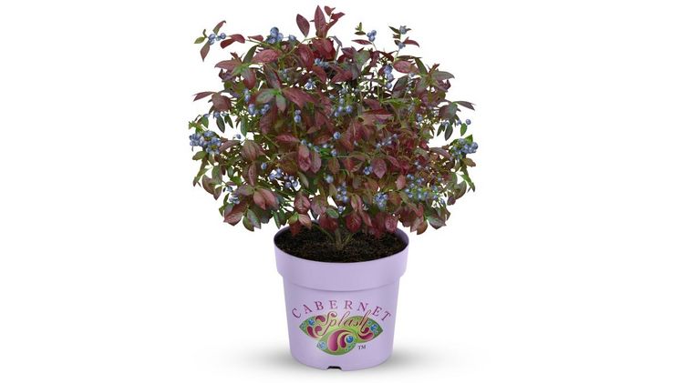 Die Blaubeere 'Cabernet Splash' überzeugt mit einem sehr guten Fruchtansatz. Bild: Cabernet Splash. 