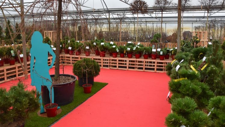 Meine Oldenburger Baumschulen präsentieren bewährte Klassiker und innovative Neuheiten. Bild: Flauas.