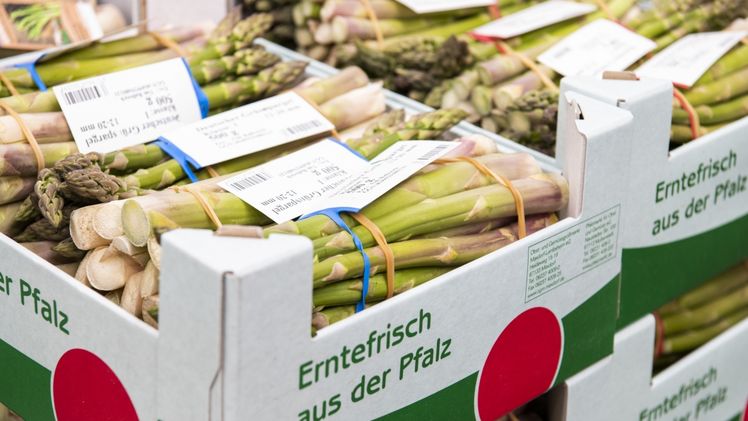 Noch etwas Sonne und die Spargelernte im „Gemüsegarten Pfalz“ startet. Voraussichtlich Ende der Woche dürfen sich Liebhaber in der Region auf den ersten „Pfälzer Frühlingsspargel“ freuen! Bild: Pfalzmarkt eG.