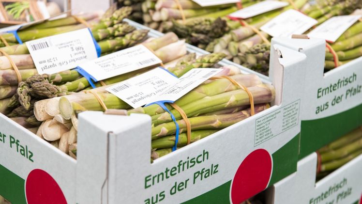 Noch etwas Sonne und die Spargelernte im „Gemüsegarten Pfalz“ startet. Voraussichtlich Ende der Woche dürfen sich Liebhaber in der Region auf den ersten „Pfälzer Frühlingsspargel“ freuen! Bild: Pfalzmarkt eG. Noch etwas Sonne und die Spargelernte im „Gemüsegarten Pfalz“ startet. Voraussichtlich Ende der Woche dürfen sich Liebhaber in der Region auf den ersten „Pfälzer Frühlingsspargel“ freuen! Bild: Pfalzmarkt eG.