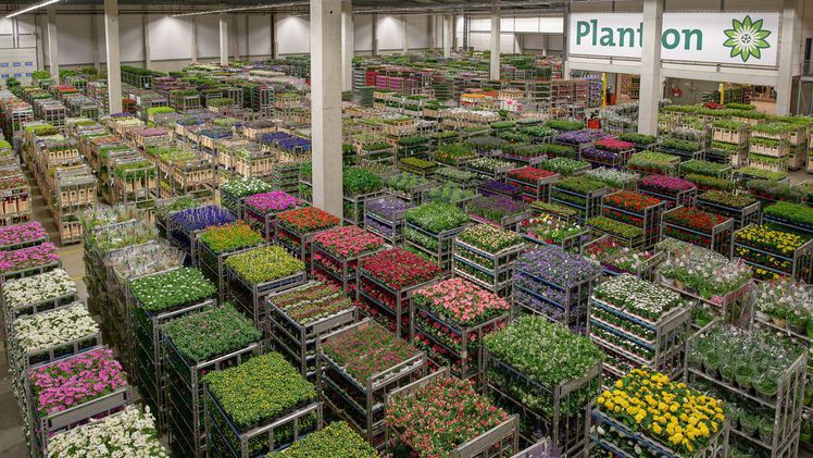 Plantion: Muttertag 2017. Bild: VVB Voermans.