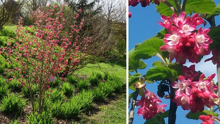 Habitus und Blüten der Blut-Johannisbeere. Bild: Uni Hohenheim.
