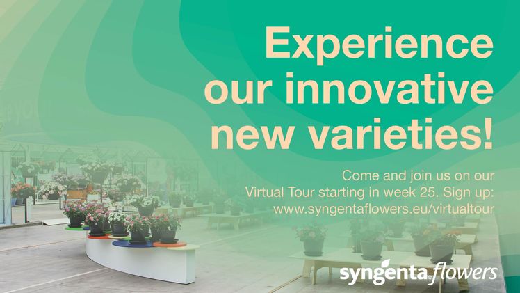 Syngenta Flowers ist ein weltweit führendes Unternehmen auf dem Markt für Topf- und Beetpflanzen. Bild: Syngenta.