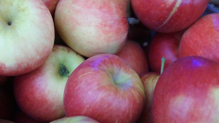 Nachhaltigkeitsprogramm für Kernobst in der Schweiz. Bild: GABOT.