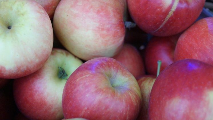 Im laufenden Schuljahr 2017/2018 nehmen bisher 380 Kinderkrippen und Kindergärten sowie 362 Grund- und Förderschulen am Programm teil. Bild: GABOT.