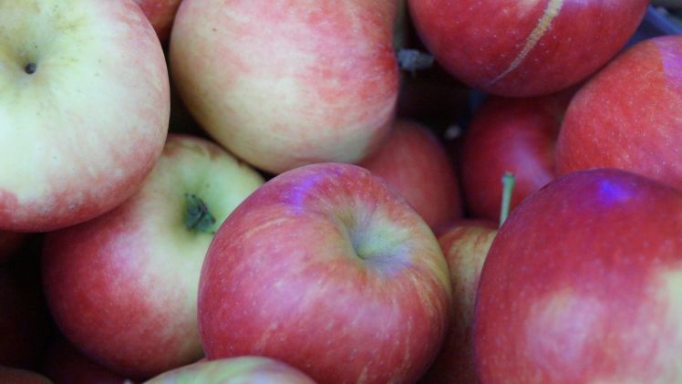 Die rheinischen Obstbauern haben in den vergangenen Wochen für jeden Geschmack die passende Sorte geerntet. Bild: GABOT.