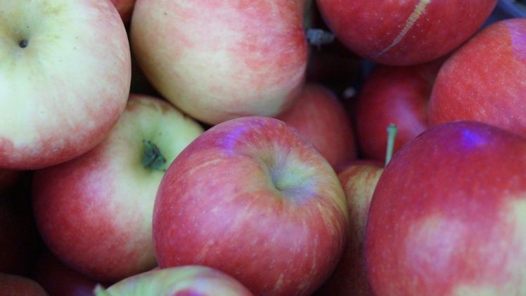 In Baden-Württemberg wird mit einer Apfelernte von 337.000 Tonnen gerechnet. Bild: GABOT. In Baden-Württemberg wird mit einer Apfelernte von 337.000 Tonnen gerechnet. Bild: GABOT.