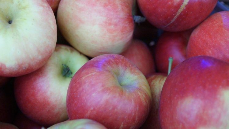 Gespannt blicken die Obstbauern an der Unterelbe, in Nordeuropas größtem geschlossenem Obstanbaugebiet, auf das Jahr 2018. Bild: GABOT.