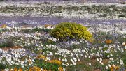 Die meisten Blütenpflanzenarten sind zur Fortpflanzung auf Bestäuber angewiesen. Dies gilt auch für die einjährigen Gänseblümchenarten, die in Südafrika im Frühjahr die Massenblüte dominieren. Bild: Prof. A. Ellis/StellenboschUni.