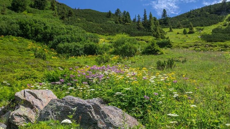 In Höhenlagen reagierten Pflanzengemeinschaft am schnellsten auf die Erwärmung. Bild: Gernot Kunz.