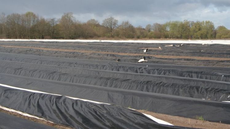 Mit Hilfe von Folie kann die Spargelernte verfrüht werden. Bild: GABOT.