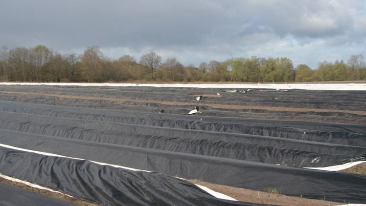 Bald endet die Spargelzeit in NRW. Bild: GABOT.
