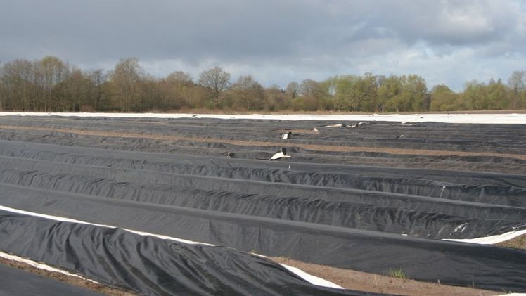 Im laufenden Jahr ist zum Zeitpunkt der Erhebung in Schleswig-Holstein auf einer Gesamtflä­che von 461 Hektar (ha) Spargel angebaut worden. Bild: GABOT.