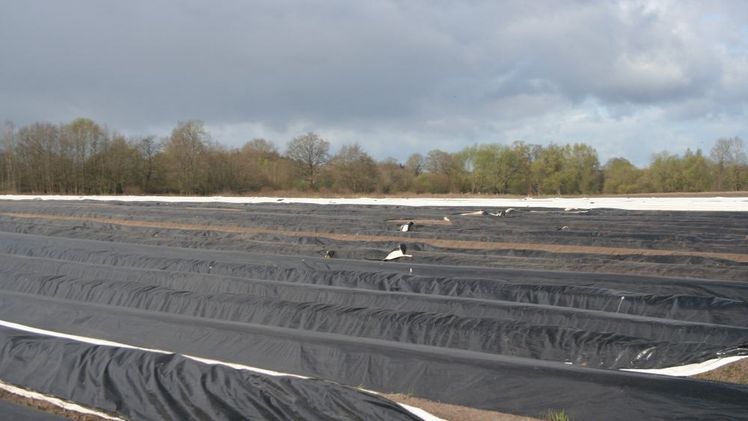 Sonnige und frühlingshafte, warme Temperaturen sollen nun den Spargel sprießen lassen. Bild: GABOT.