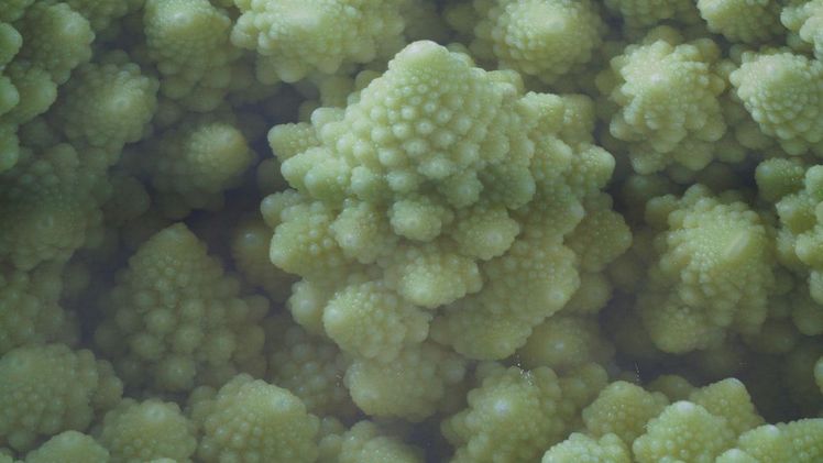 Weiteres Wachstum für Tiefkühlmarkt. Bild: GABOT.