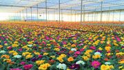 Der Vermarktungsdruck wie hier bei Primeln, steigt jetzt stark an. Bild: Gartenbau Hommes.