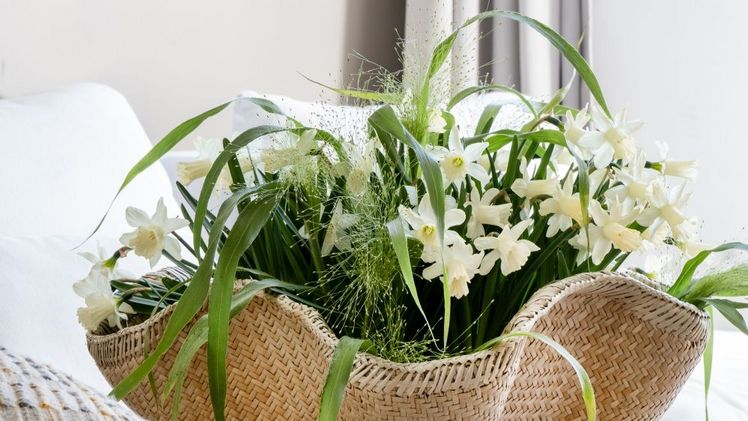 Narcissus 'Pueblo' im Wohntrend Slow Life. Bild: iBulb.