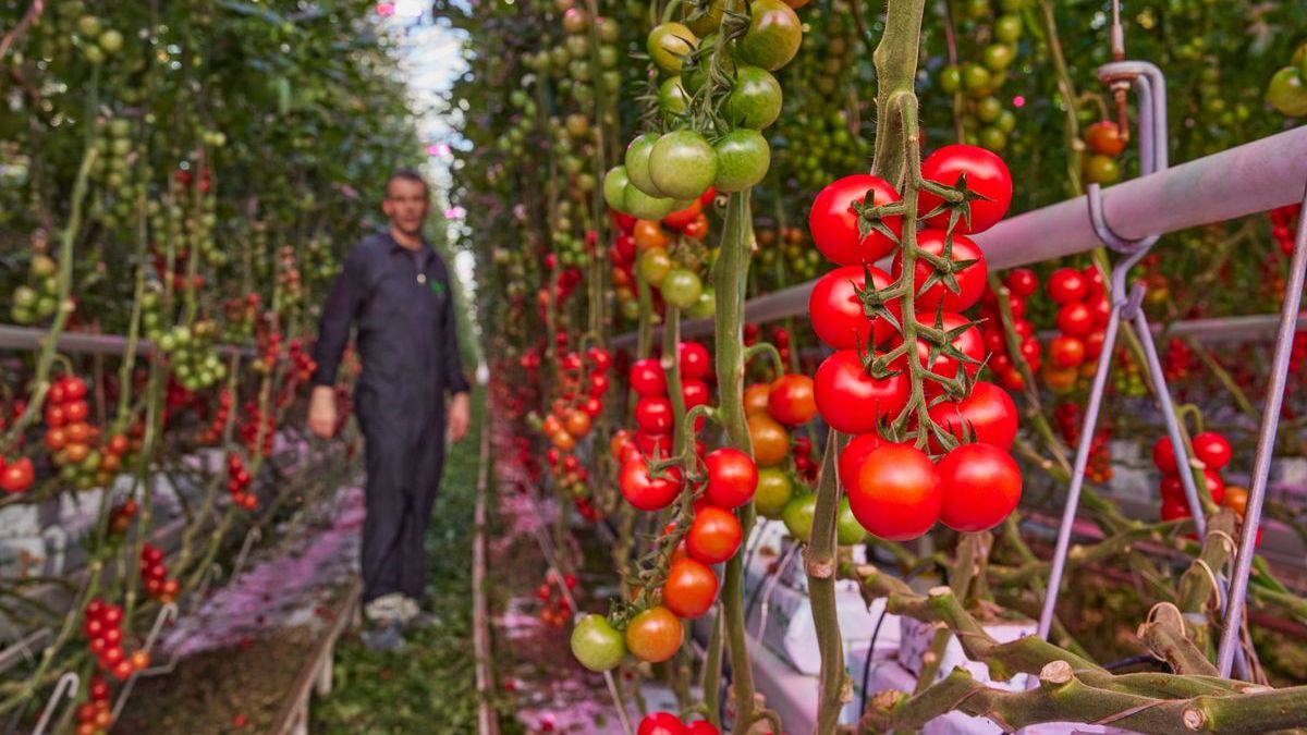 wieviel liter erde in 60 cm blumenkasten Berechnen Sie, wie viel Erde Sie fr Ihren Pflanzkasten bentigen  Der  Stahlgarten