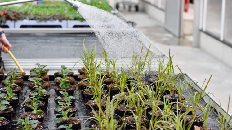 Große Sorgfalt erfordert das Kultivieren von Zierpflanzen im Gewächshaus. Foto: Teichler/Landwirtschaftskammer Niedersachsen.