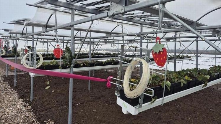 Agri-PV-Pilotanlage eingeweiht. Bild: TLLLR.