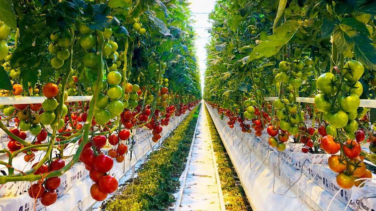 Kaufland bietet bundesweit Rispen-, Cocktail- und Snacktomaten vom Gemüsering Sachsen-Anhalt. Bild: Kaufland.