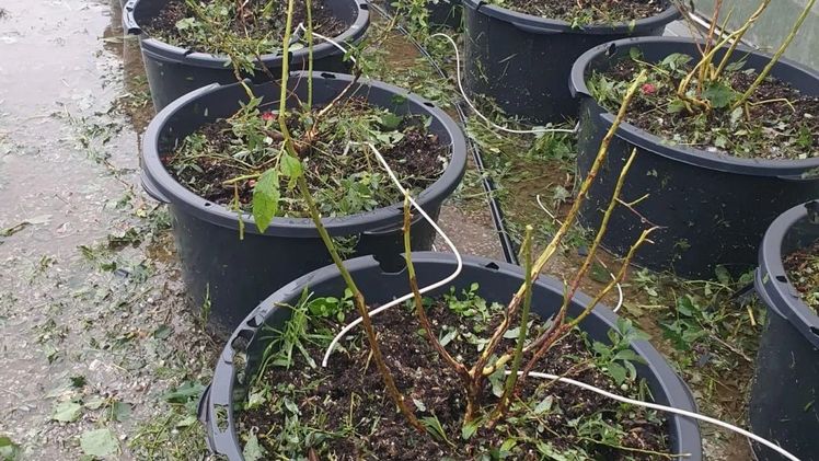 Hagelschäden an Zierpflanzen in Tirol. Bild: © Österreichische Hagelversicherung.