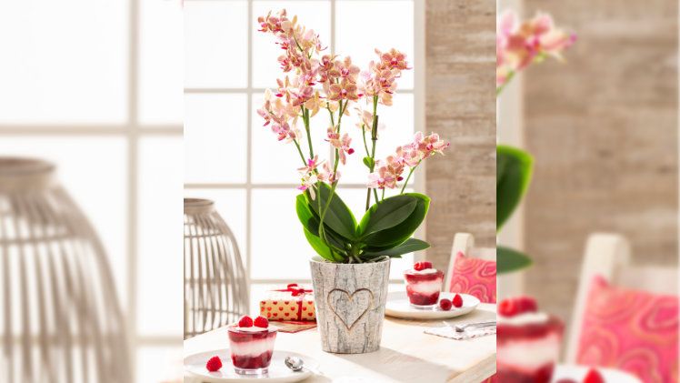 Albero Romanzo von Scheurich. Bild: Scheurich.