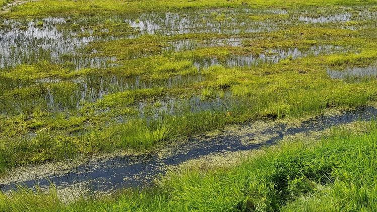 Paludikulturen. Bild: GABOT.