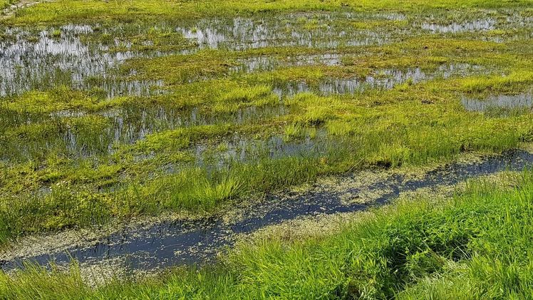 Torfmoosanbau - eine die wichtigsten Paludikulturen. Bild: GABOT.