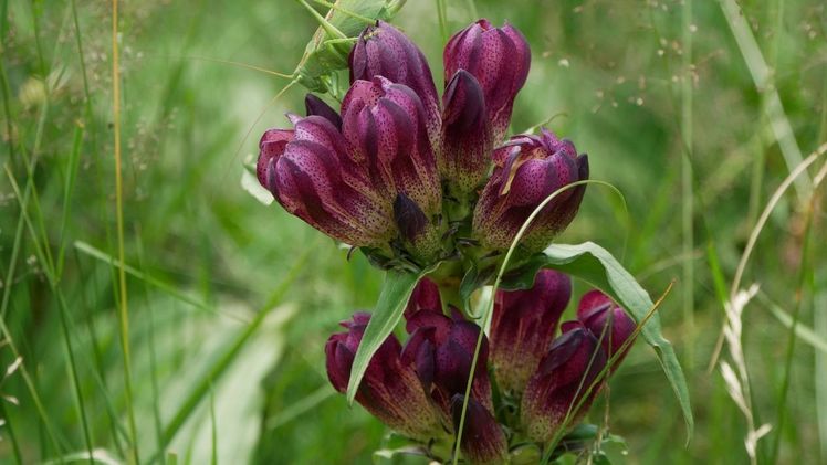 Im Naturpark Weißbach kann der Purpur-Enzian sich wieder entfalten. Bild: Blühendes Österreich.