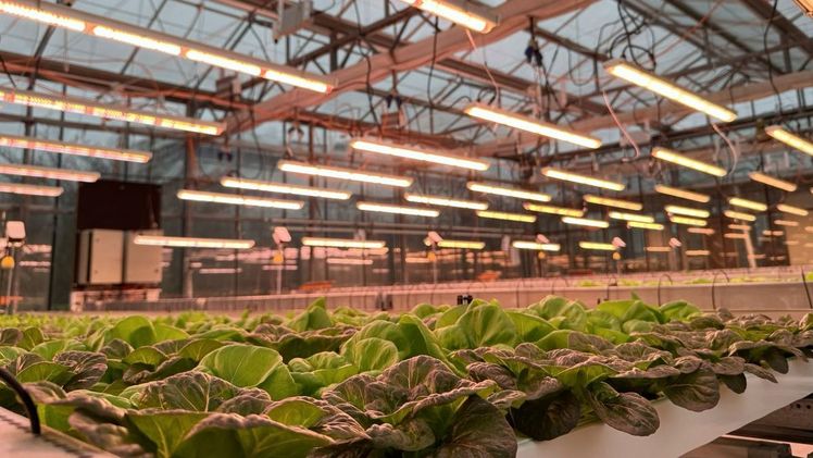 Hydroponische Salatkultur in einem der Gewächshäuser am IGZ. Bild: J. Vogt.