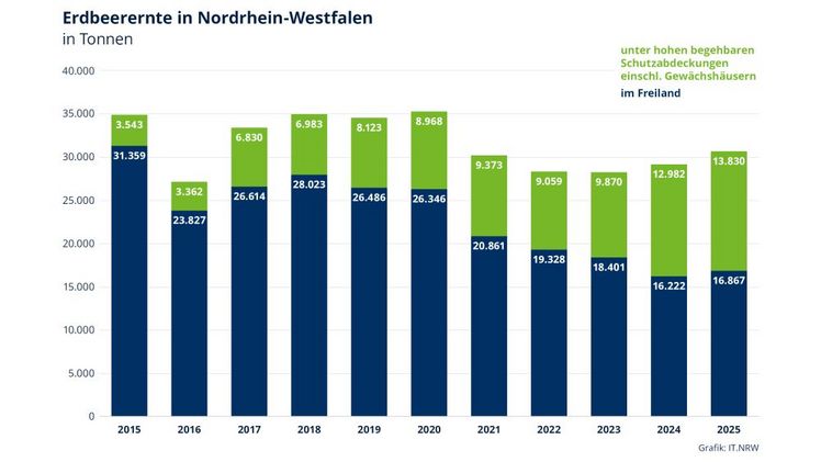 Erdbeerernte in Nordrhein-Westfalen. Grafik: IT.NRW.