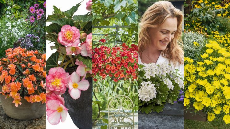 Leuchtende und robuste Blütenpracht für Garten, Balkon und Terrasse zeichnen die Balkonpflanzen des Jahres 2024 aus. Bilder: GMH.
