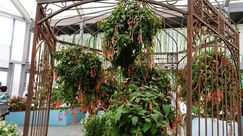 Bock: Die neue Fuchsie beeindruckt die Besucher. Das Gestalterteam hatte sie besonders in Szene gesetzt. 