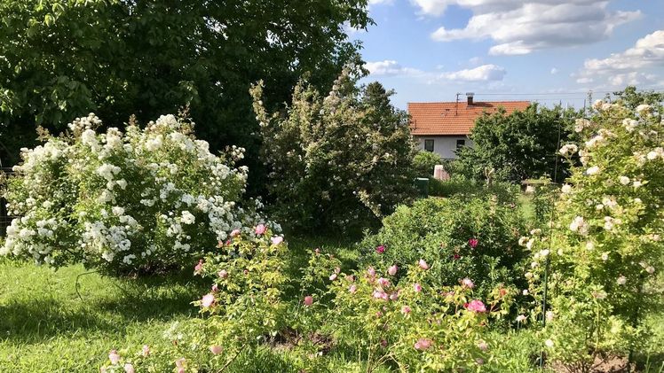 Sieben private Gärten sind in diesem Jahr beim „Tag der offenen Gartentür" in Bad Herrenalb für Besucher geöffnet. Bild: Gabriele Döhler.
