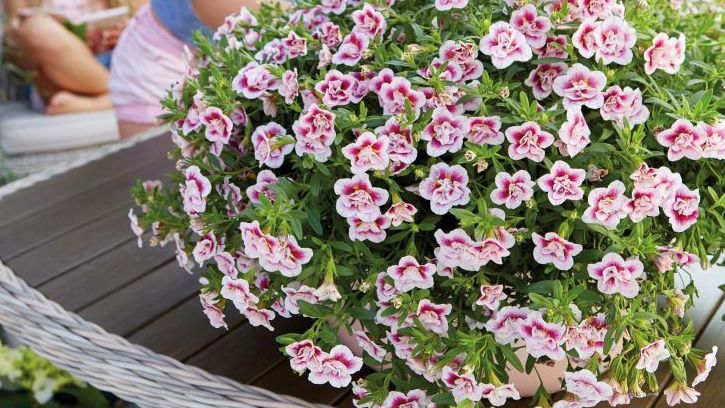 Das Zauberglöckchen ‚PinkTastic‘ ist in hübschen Ampeln, dekorativen Hanging Baskets, aber auch in Kästen und Kübeln ein echter Hingucker. Bild: GMH/Fleuroselect