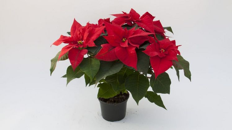 Selecta one Poinsettie SK 136 gewinnt begehrten LTO Neuheiten Award 2017.