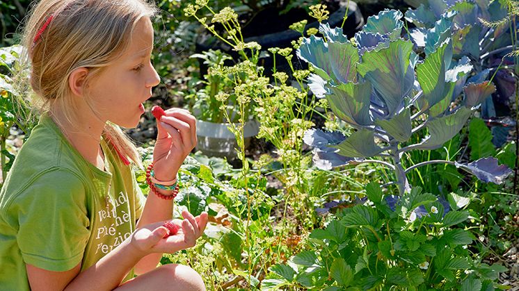 Selbstversorgung hat immer Konjunktur. Bild: Lubera.