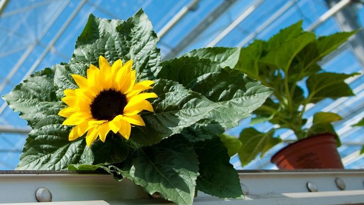 Sonnenblume. Bild: Sunsation Sunflower