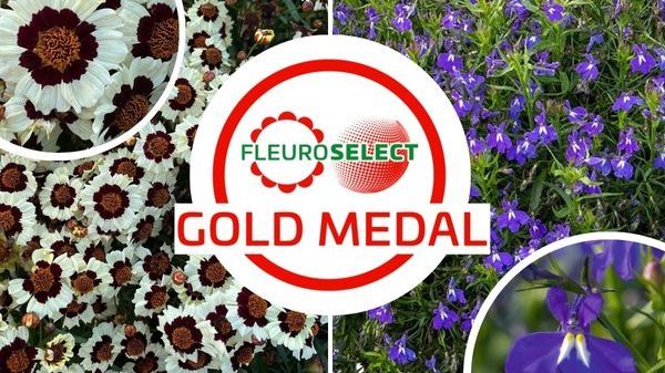 Die Fleuroselect Goldmedaillengewinner Coreopsis tinctoria Corusco Cream-Red und Lobelia erinus F1 Masterpiece Blue with Eye. Bild: Fleuroselect.