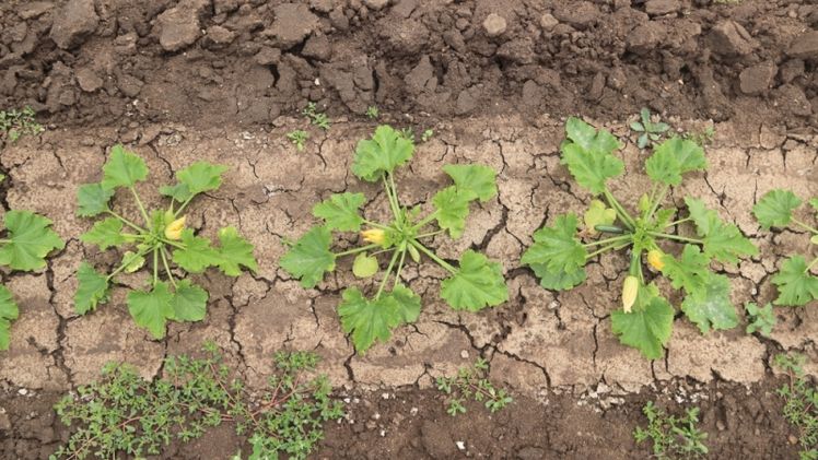 Sichtbarer Unterschied: Das Mulchmaterial hemmt den Unkrautaufwuchs entlang der Pflanzenreihe, hier am Beispiel des Zucchinianbaus. Bild: © Wolfgang Hollmach/LWG. 