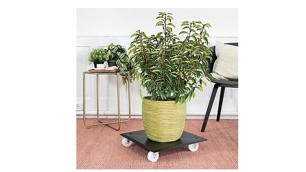 Der Wagner Pflanzenroller "GH 1391" ist stabil und rutschfest. Bild: Wagner System GmbH.