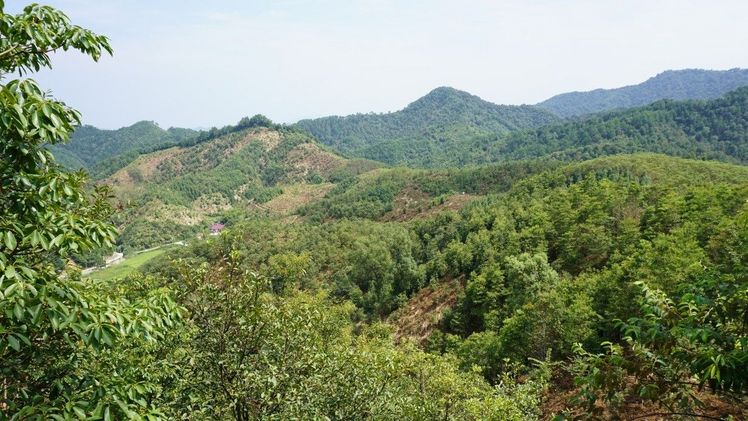 Baumdiversitäts-Experiment BEF-China, September 2016. Bild: Goddert von Oheimb.