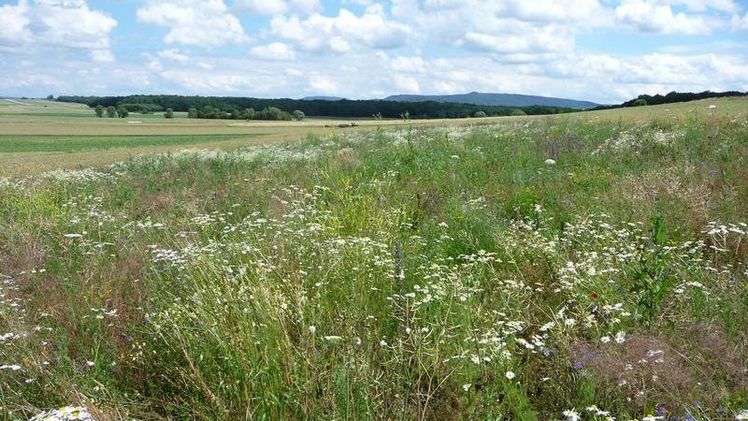 Bei der Artenvielfalt spielt das Alter der Blühfläche eine wichtige Rolle. Hier ein junges Habitat. Bild: Fabian Bötzl / Universität Würzburg. Bei der Artenvielfalt spielt das Alter der Blühfläche eine wichtige Rolle. Hier ein junges Habitat. Bild: Fabian Bötzl / Universität Würzburg.