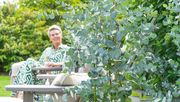 Eukalyptus Blaue Liebe begeistert Konsumenten. Bild: Heinje.