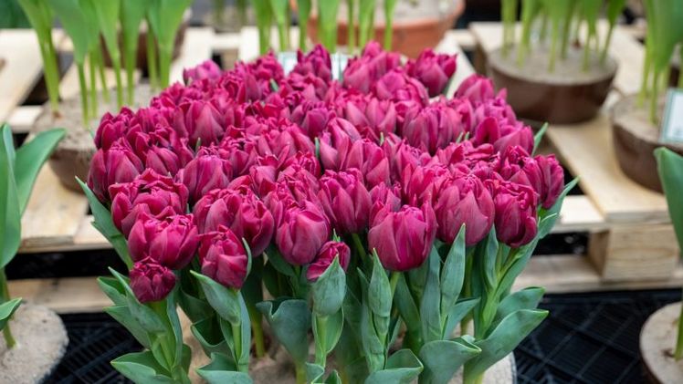 Die gefüllte Tulpe 'Alison Bradley'. Bild: © Bruno Nebelung GmbH/Kiepenkerl.