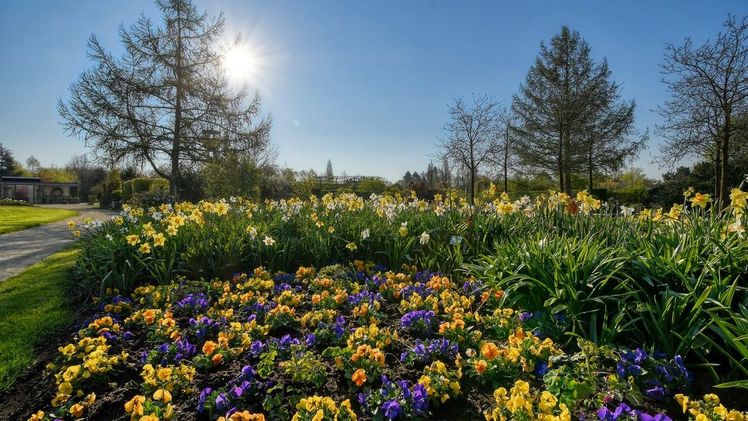 Ein Meer aus Blüten verkündet den Frühling. Bild: Hans-Jürgen Zietz. 